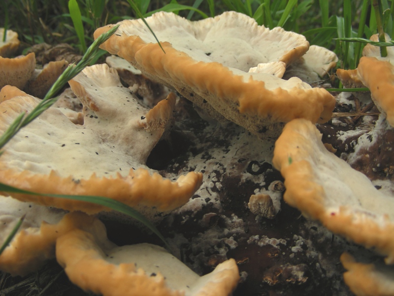 Aphyllophorales molto bello (Abortiporus biennis)
